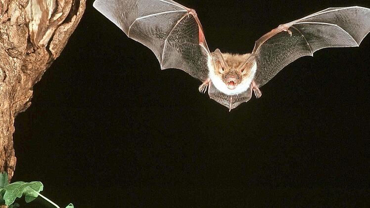 Schützenswert: die Bechsteinfledermaus Foto: Klaus Bogon/NABU