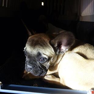 Polizei rettet Hundewelpen bei Erlangen