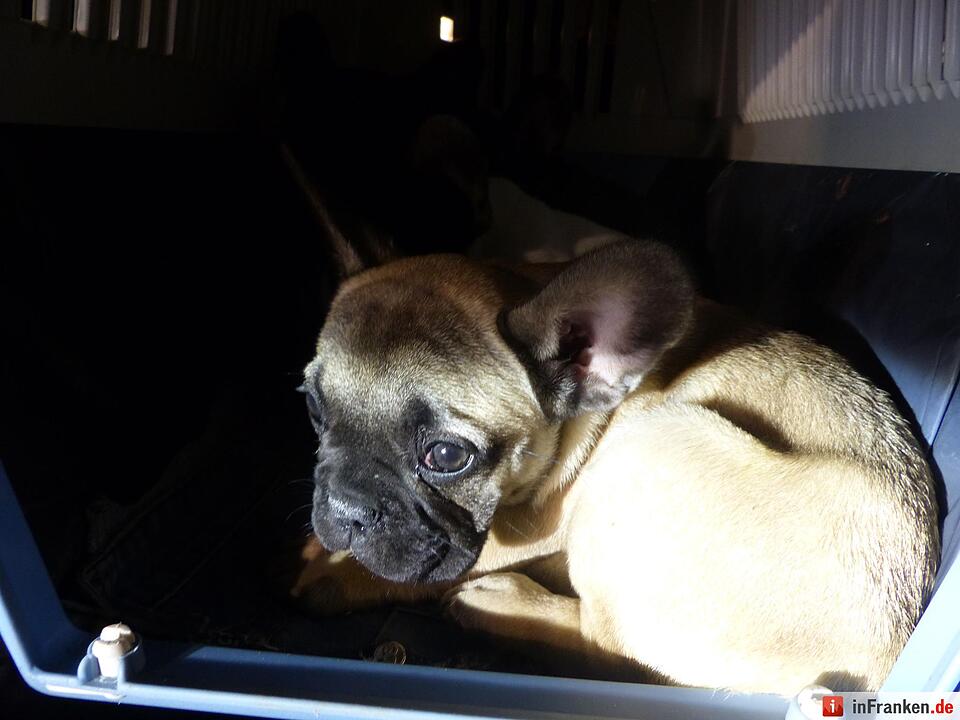 Polizei rettet Hundewelpen bei Erlangen