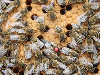 Ein gesundes Volk mit Königin startet mit 4000 bis 8000 Bienen in den Frühling und vermehrt sich dann rasant, aber die Kulmbacher Imker rechnen mit erheblichen Völkerverlusten. Foto: Sonja Adam