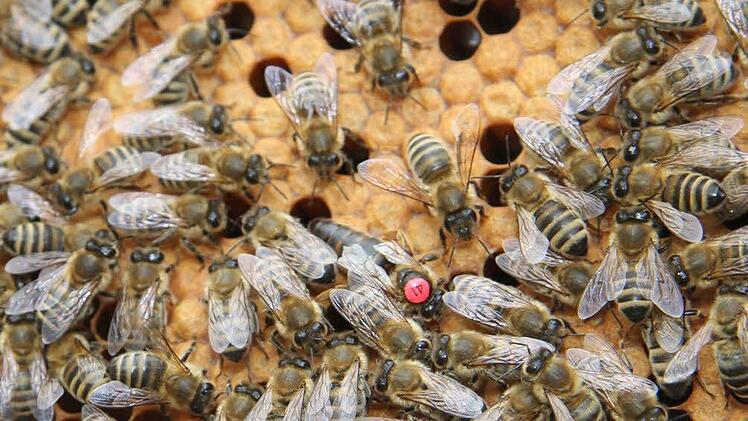 Ein gesundes Volk mit Königin startet mit 4000 bis 8000 Bienen in den Frühling und vermehrt sich dann rasant, aber die Kulmbacher Imker rechnen mit erheblichen Völkerverlusten. Foto: Sonja Adam