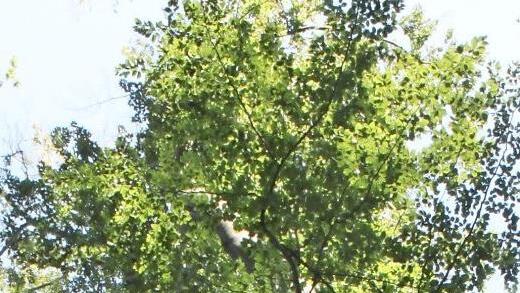 Aufplatzende Rinde ist ein deutliches Anzeichen für schwere Trockenheitsschäden an einer Buche. Betroffen sind auch Bäume in Naturwaldreservaten.