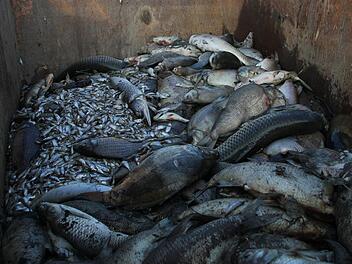 Im Container stapeln sich die Fischkadaver. Foto: Sarah Dann