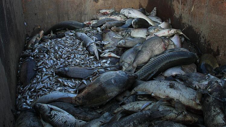 Im Container stapeln sich die Fischkadaver. Foto: Sarah Dann