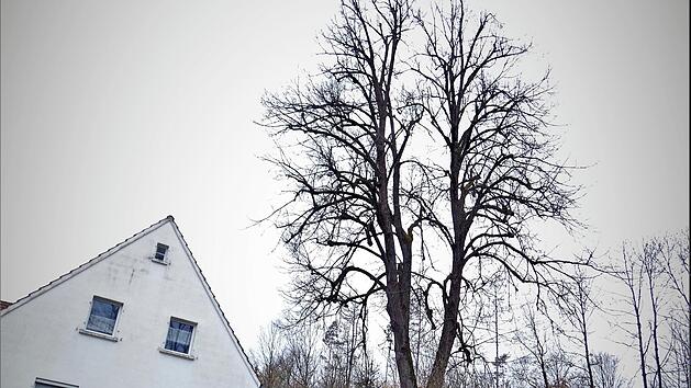 Die 22 Meter hohe "Prinzregentenlinde" am Kapellenberg in Marktschorgast, die in unmittelbarer Nähe zu einem Wohnhaus und auch zur Kreisstraße stand, wurde gestern aus Gründen der Verkehrssicherheit gefällt.