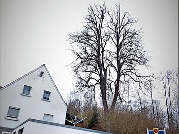 Die 22 Meter hohe "Prinzregentenlinde" am Kapellenberg in Marktschorgast, die in unmittelbarer Nähe zu einem Wohnhaus und auch zur Kreisstraße stand, wurde gestern aus Gründen der Verkehrssicherheit gefällt.
