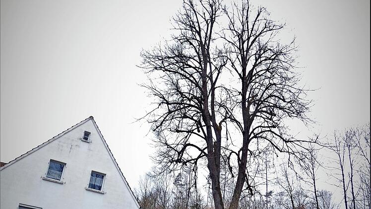 Die 22 Meter hohe "Prinzregentenlinde" am Kapellenberg in Marktschorgast, die in unmittelbarer Nähe zu einem Wohnhaus und auch zur Kreisstraße stand, wurde gestern aus Gründen der Verkehrssicherheit gefällt.