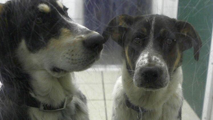 Egon und Oskar sind Brüder. Sie kamen jüngst mit einem Transport aus Ungarn und warten im Tierheim Kulmbach auf ihre Menschen. Foto: Nützel
