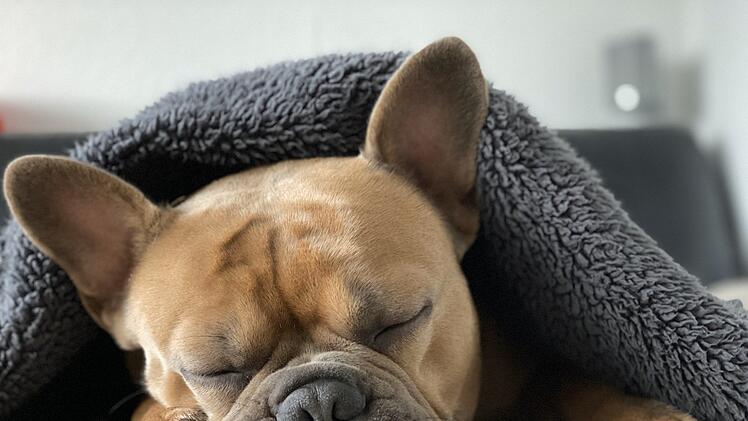 So ein Bad kann für einen Hund ganz schön stressig sein.