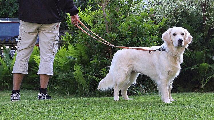 Jeder Hund benötigt regelmäßigen Auslauf.