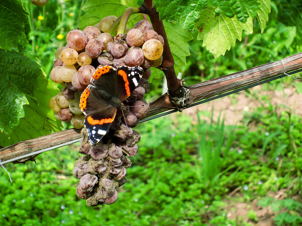 Fotos Konrad Thomann