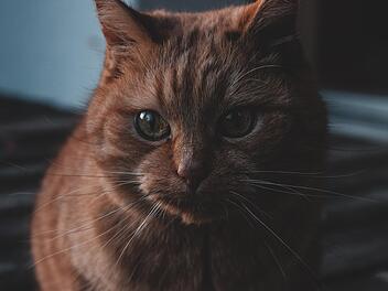 Eine Katze war wohl der Auslöser für die Eskalation zwischen zwei Frauen in Oberfranken. Eine Katze war wohl der Auslöser für die Eskalation zwischen zwei Frauen in Oberfranken.