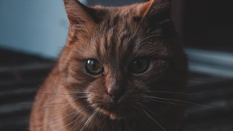 Eine Katze war wohl der Ausl&ouml;ser f&uuml;r die Eskalation zwischen zwei Frauen in Oberfranken.