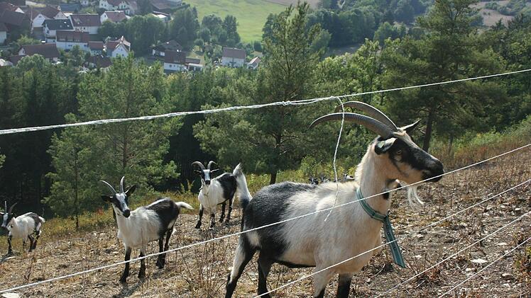 Der Anblick seiner Tiere habe vor allem auch positive Effekte in der &Ouml;ffentlichkeit, best&auml;tigt Johannes Welscher.Maria L&ouml;ffler