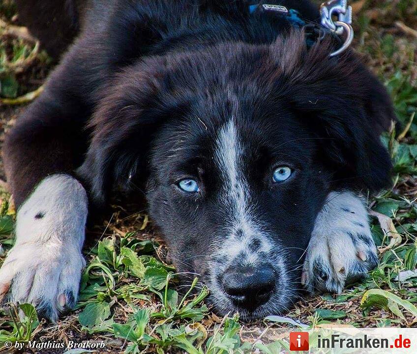 Auf den Hund gekommen: Die schönsten fränkischen Hunde unserer Nutzer