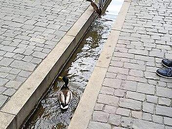 Enten im Bächla Foto: Jan Fiedler
