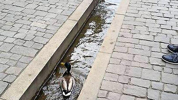 Enten im Bächla Foto: Jan Fiedler
