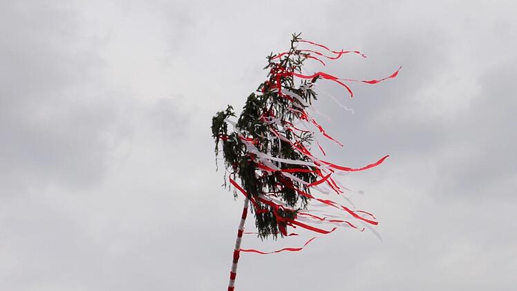 Nach einer Stunde stand der Baum.