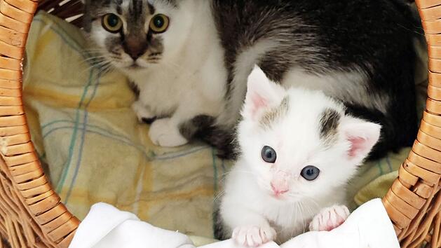 Tierheim Hof nimmt 15 traumatisierte Katzen auf - "seelisch so am Boden"