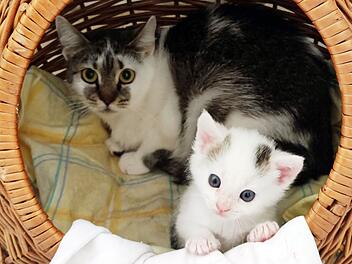 Tierheim Hof nimmt 15 traumatisierte Katzen auf - "seelisch so am Boden"