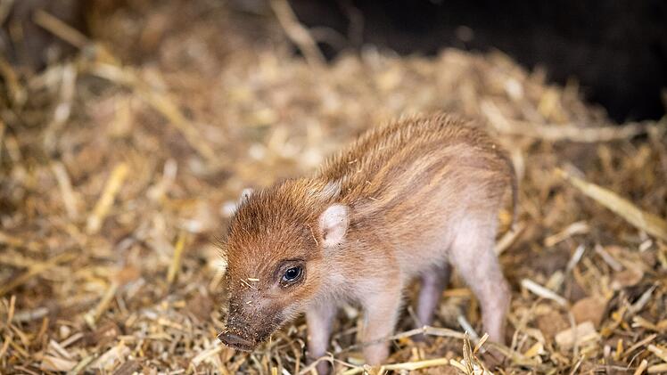 Baby-Boom im Tiergarten Nürnberg: Zahlreiche Arten mit Nachwuchs
