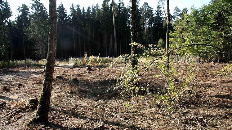 Der komplette Fichtenbestand musste gefällt werden.Richard Sänger