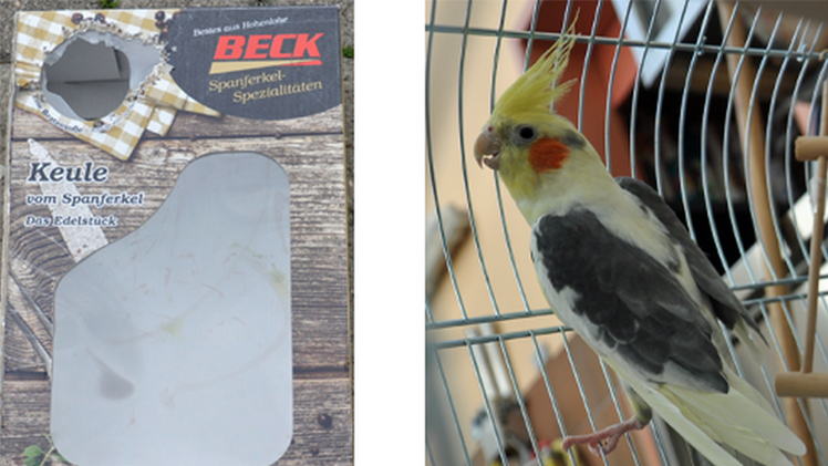 Tierheim Hof: Nymphensittich ausgesetzt