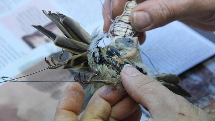 Der Körper wird hineingeschoben.