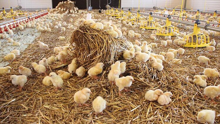Die Küken turnen auf Strohhaufen herum.  Foto: Friedwald Schedel