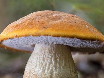 Pilze sind unglaublich vielseitig.