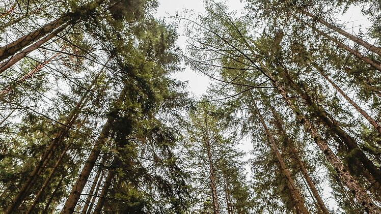 Der Dartpfeil war im Wald gelandet.
