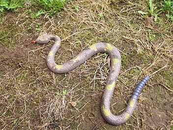 Diese Spielzeugschlange auf einem Waldlehrpfad in der N&auml;he des unterfr&auml;nkischen Mainaschaffs wurde versehentlich f&uuml;r eine echte gehalten.