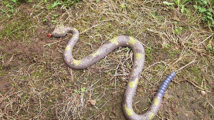 Diese Spielzeugschlange auf einem Waldlehrpfad in der N&auml;he des unterfr&auml;nkischen Mainaschaffs wurde versehentlich f&uuml;r eine echte gehalten.