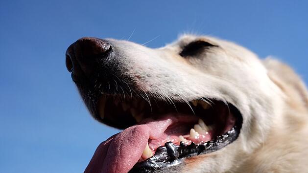 Kreis Kreis Wunsiedel im Fichtelgebirge: Freilaufender Hund verletzt Passant - dann kommt es zum Streit