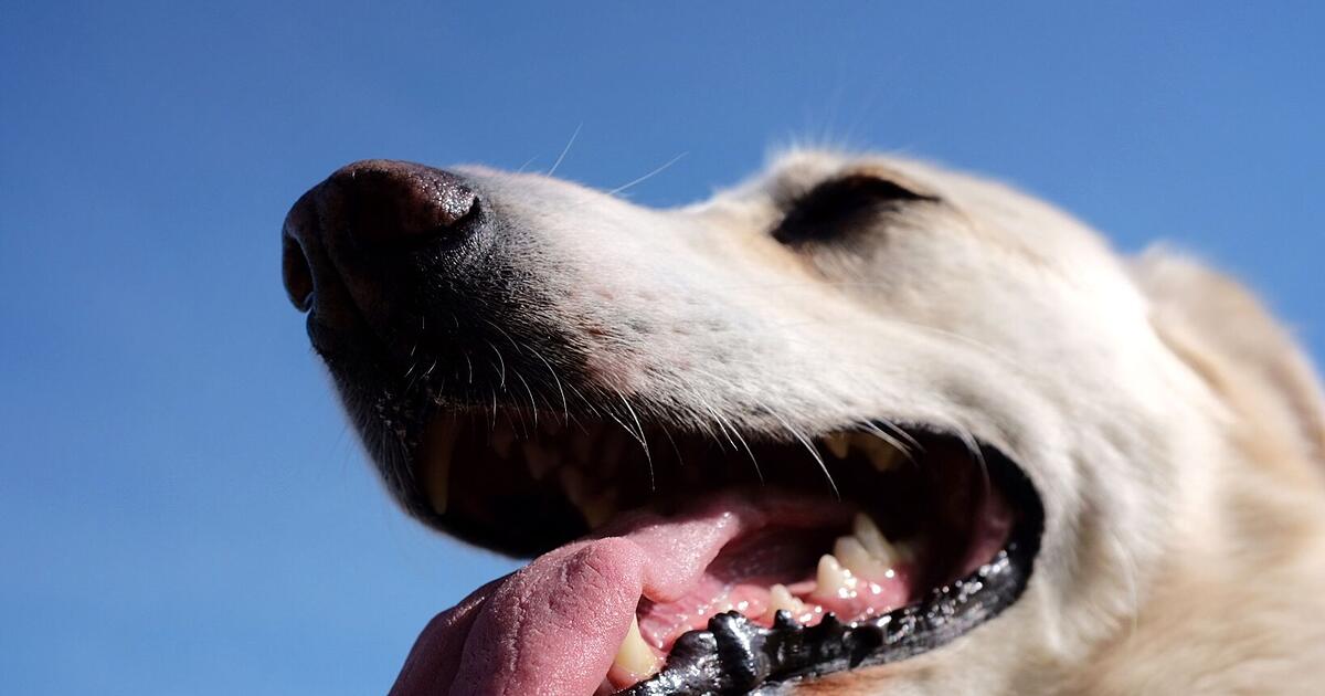 Kreis Wunsiedel: Freilaufender Hund verletzt Passant - dann kommt es zum ...