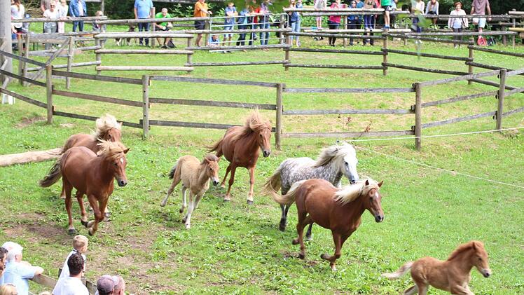 Aufführung der jungen Islandpferde-Reiter vom Altenberg in Oberbach im Jahr 2017.  Foto: Sebastian Schmitt