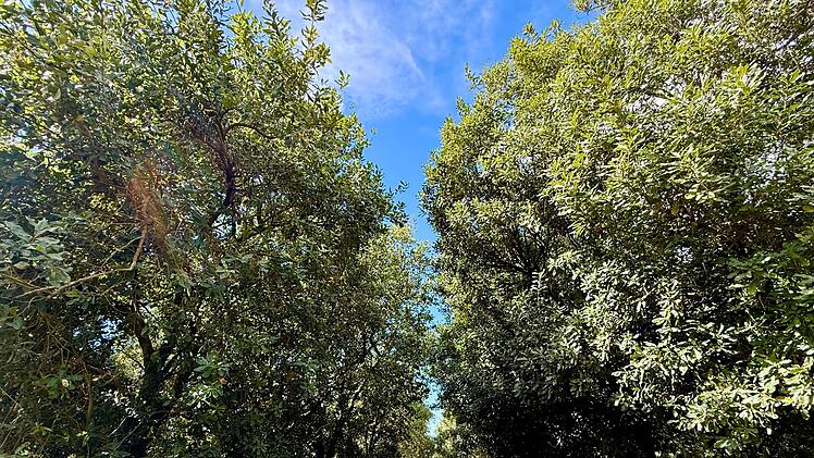 Macadamias in Australien