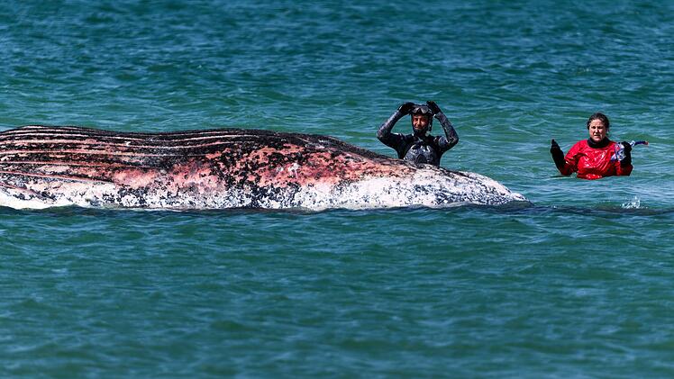 Toter Wal vor d&auml;nischer Insel Anholt entdeckt