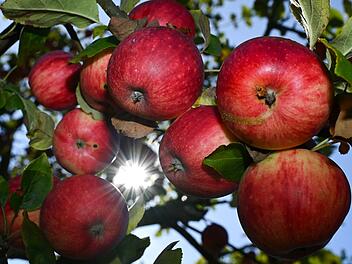Äpfel hängen am Baum