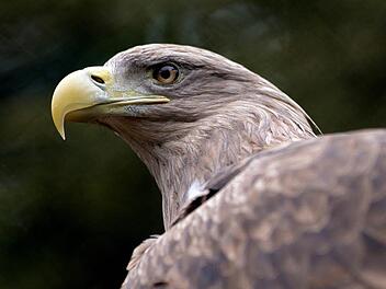 Seeadler Achim Schmidt