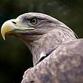 Seeadler Achim Schmidt
