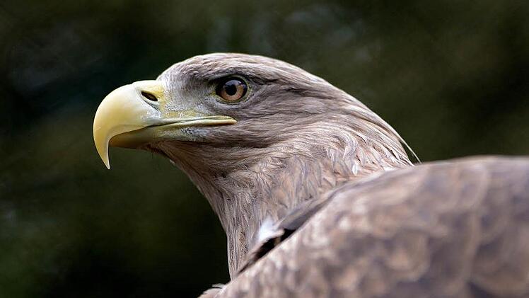 Seeadler Achim Schmidt
