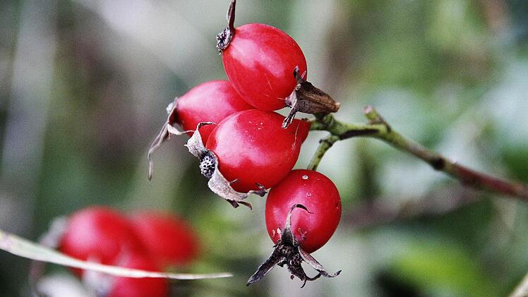 Der Hiffenmark-Lieferant Hagebutte