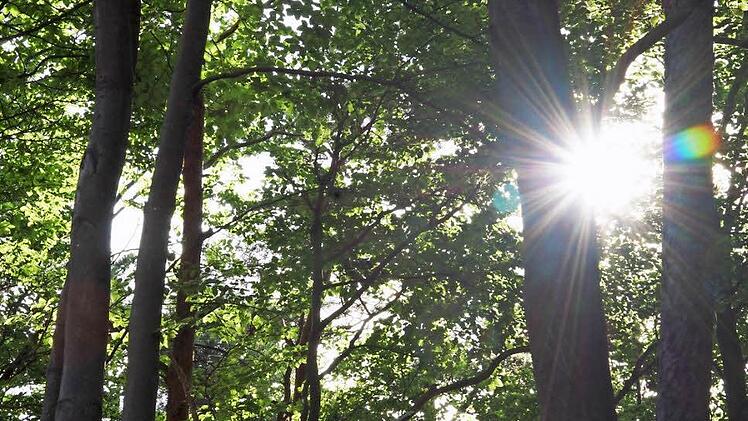 Der stadteigene Wald ist eine Einnahmequelle. Fotos: Archiv/ Arkadius Guzy