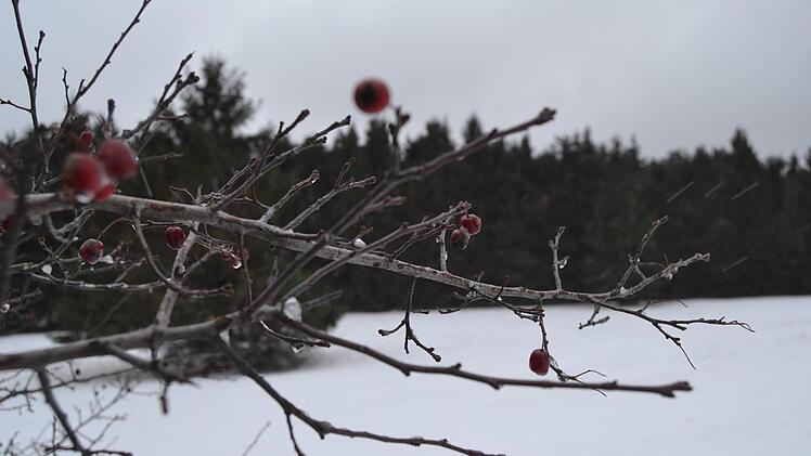 Letzte Boten des Sommers. Foto: Johannes Schlereth