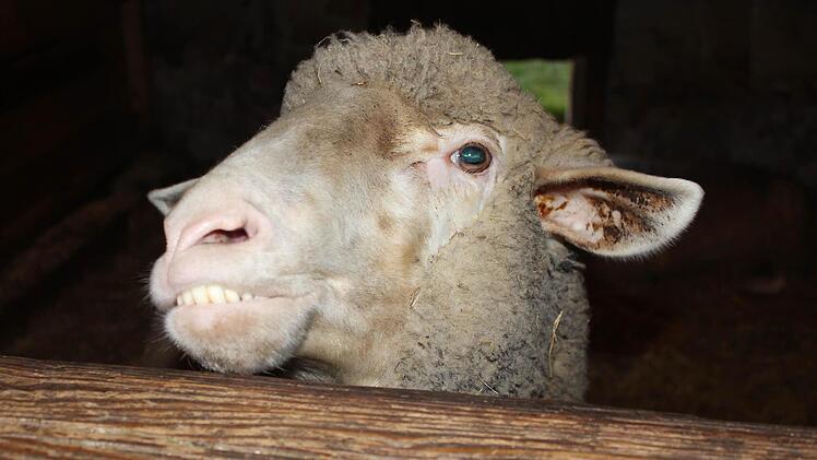 Schaf Ferdi