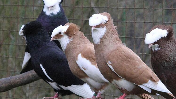 Die fränkischen Trommeltauben gibt es in verschiedenen Farbschlägen.