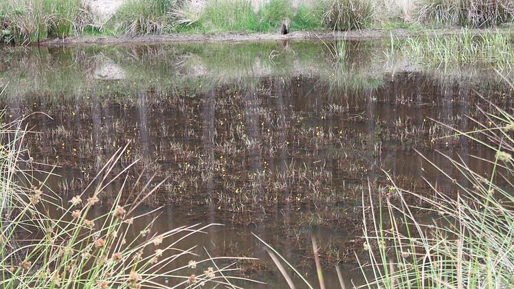 Erste Stengel ragen aus dem Wasser: Bald gibt es wieder den gelben Blütenteppich des Wasserschlauchs zu sehen.