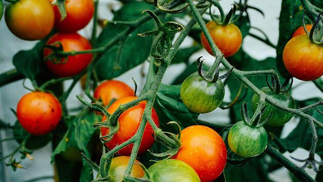 Unreife Tomaten enthalten viel giftiges Solanin. Symbolfoto: Dan Gold/unsplash.com