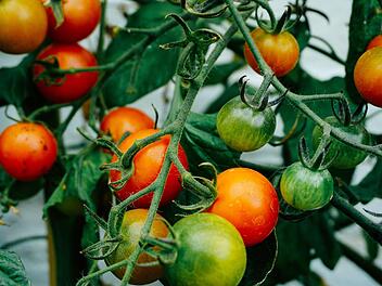 Unreife Tomaten enthalten viel giftiges Solanin. Symbolfoto: Dan Gold/unsplash.com